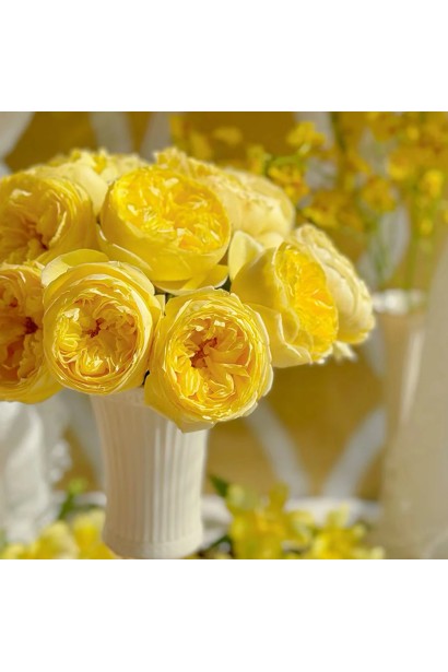 Жовта чайно-гібридна троянда Каталіна у вазі